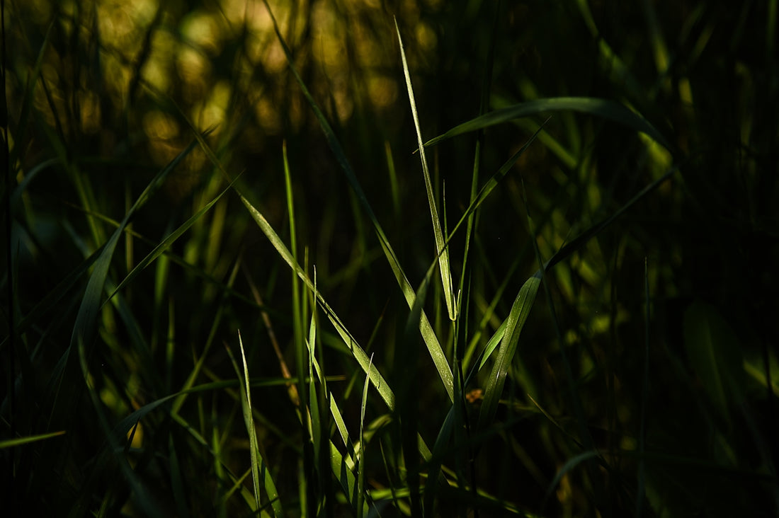green grass