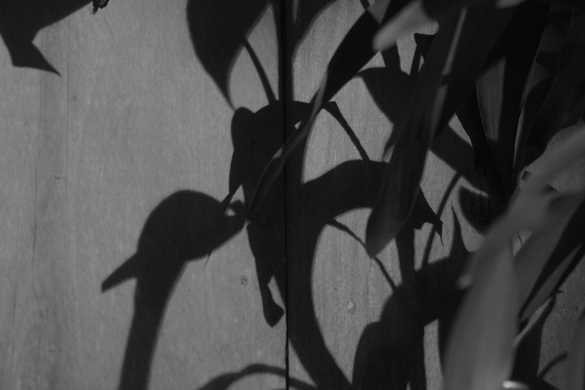 a plant casts a shadow on a wall