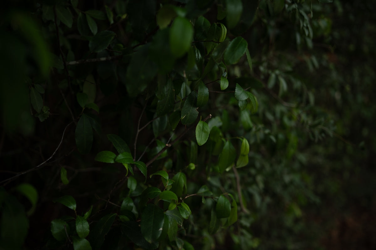 Dark green leaves on a bush