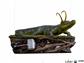 Alligator Loki - Loki - Art Scale 1/10 Iron Studios & MiniCo